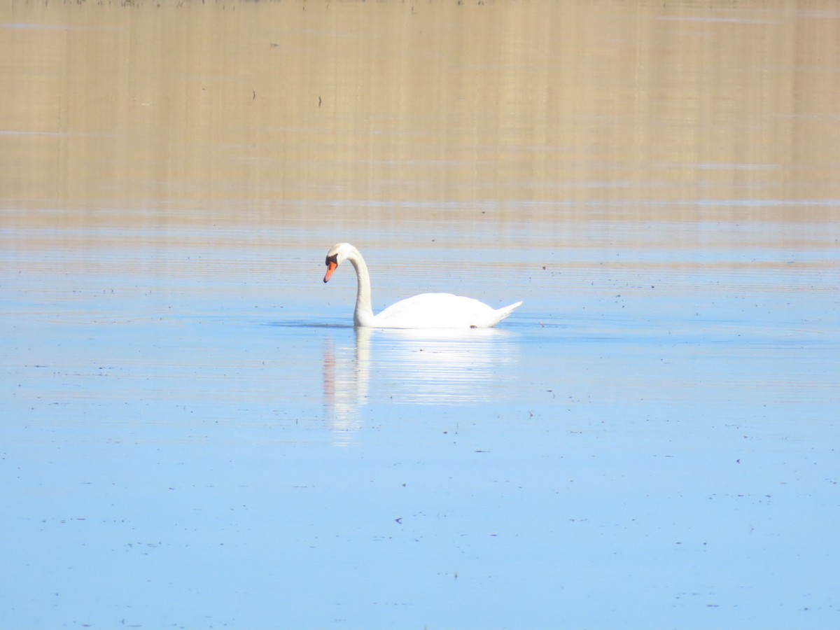 Mute Swan - ML621197130