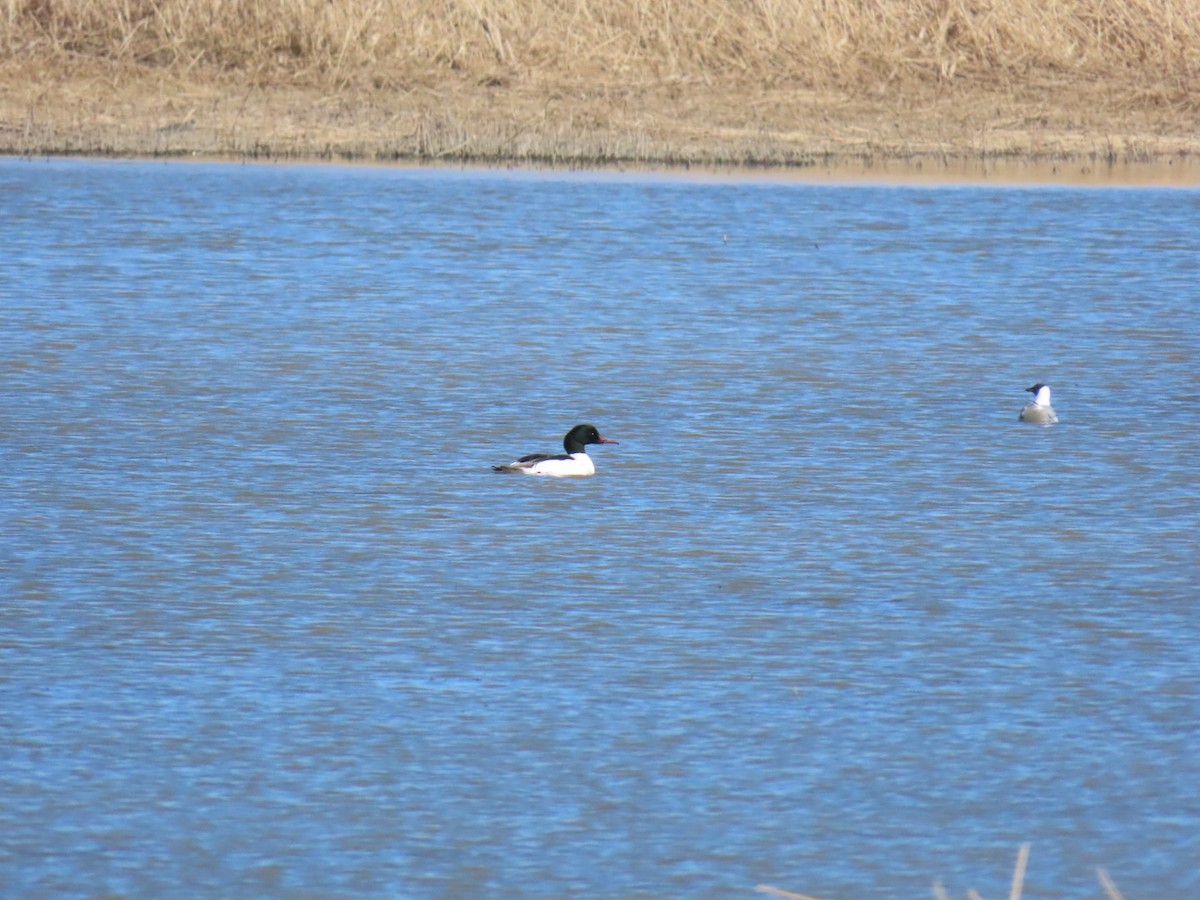 Common Merganser - ML621197137