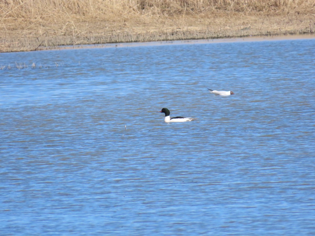 Common Merganser - ML621197138