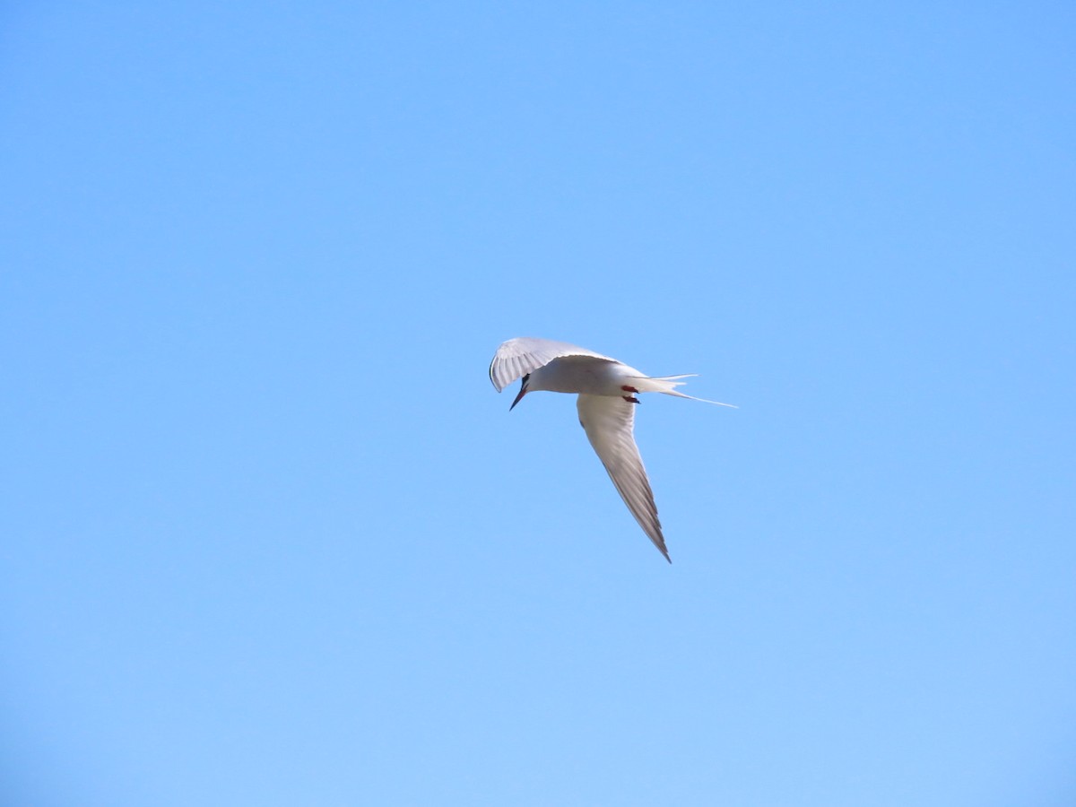 Common Tern - ML621197146