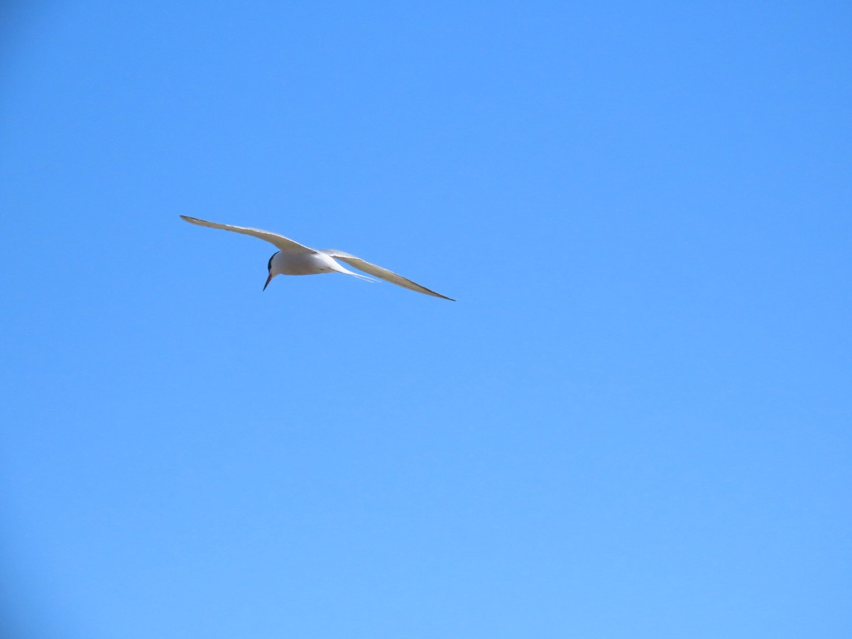 Common Tern - ML621197148