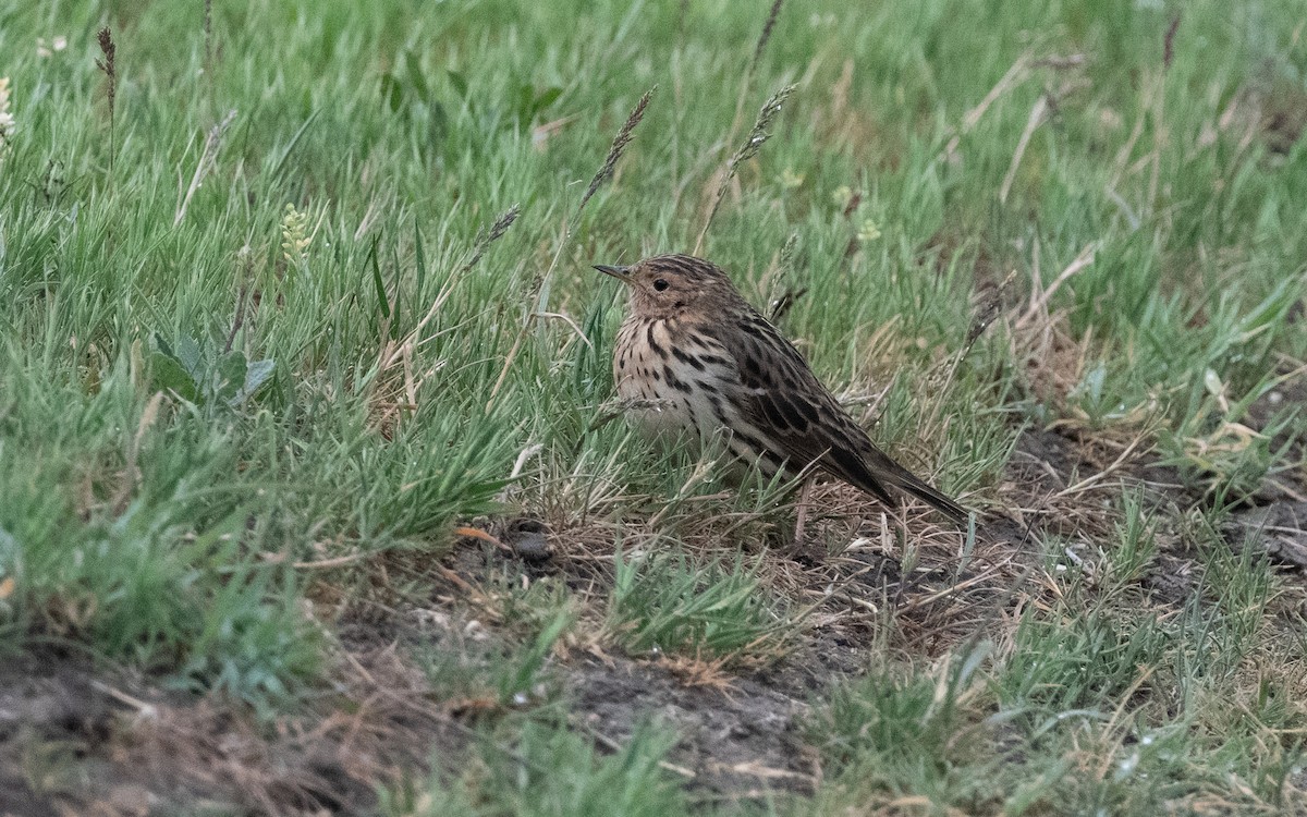 Red-throated Pipit - ML621197173