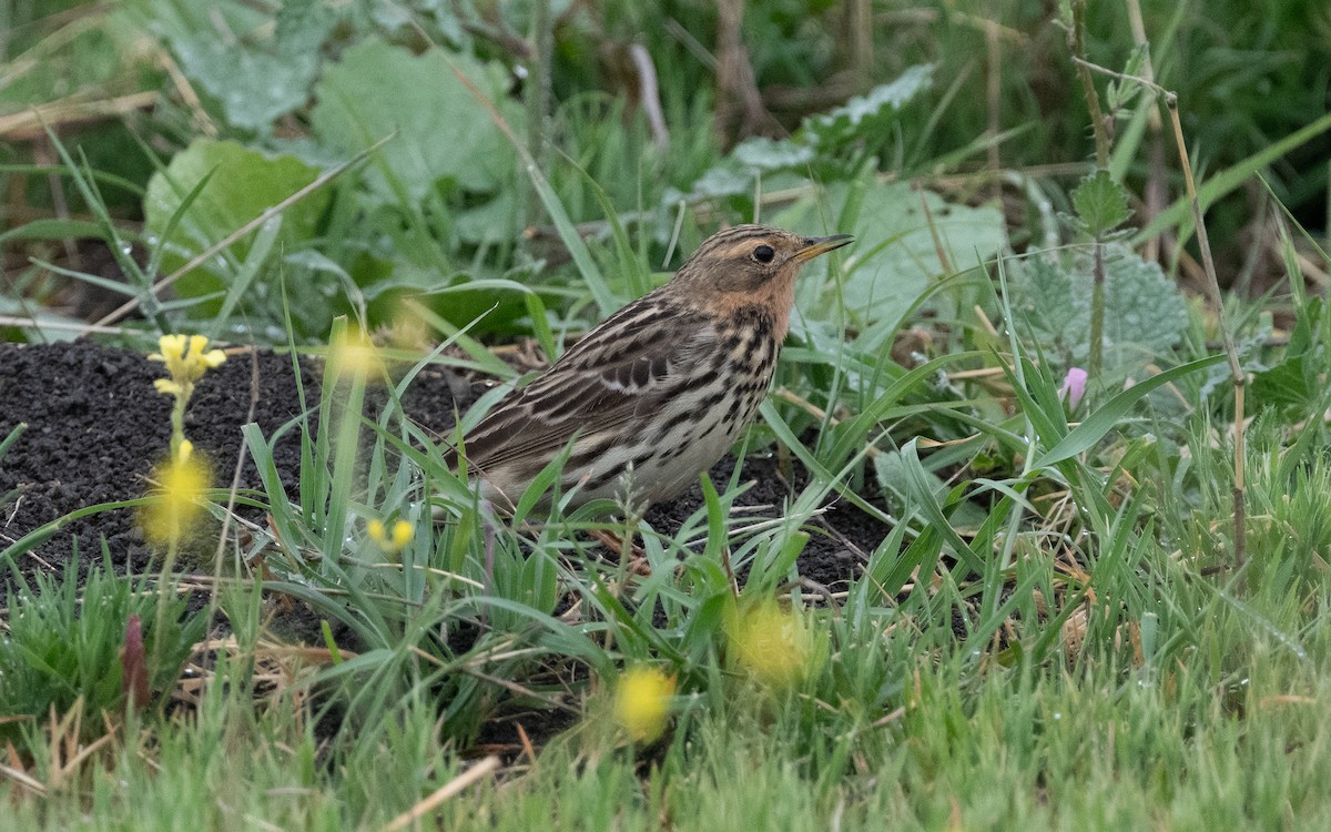 Red-throated Pipit - ML621197179