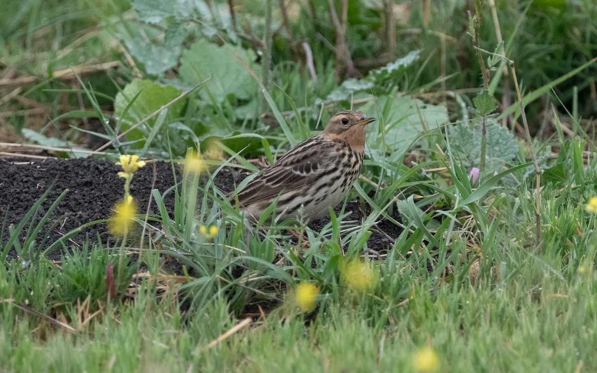Red-throated Pipit - ML621197180