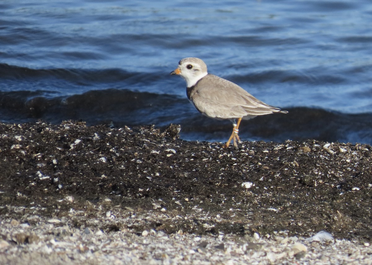 Piping Plover - ML621197205