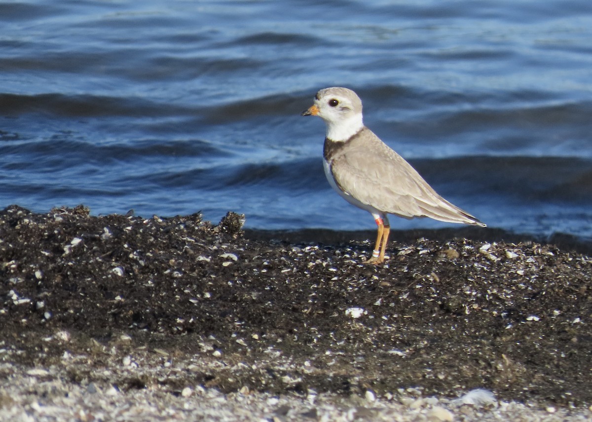 Piping Plover - ML621197206