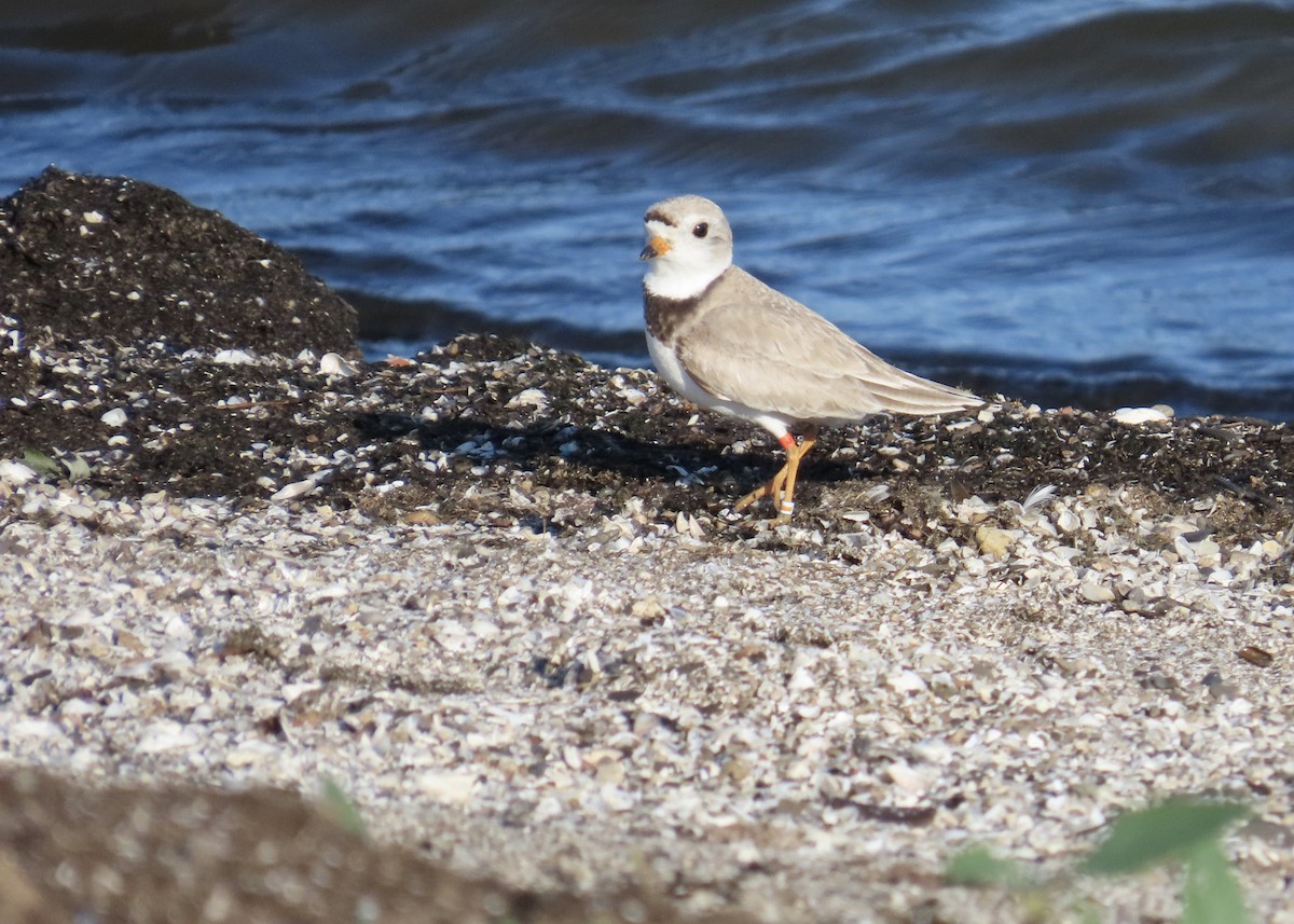 Piping Plover - ML621197207