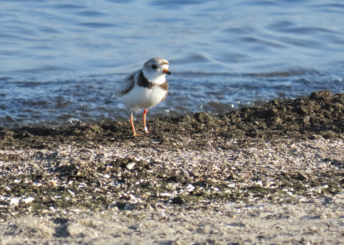 Piping Plover - ML621197208