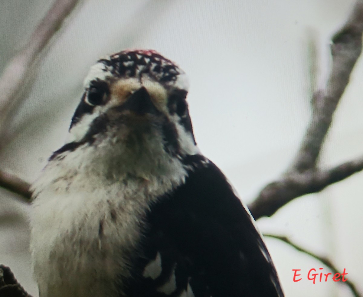 Downy Woodpecker - ML621197214