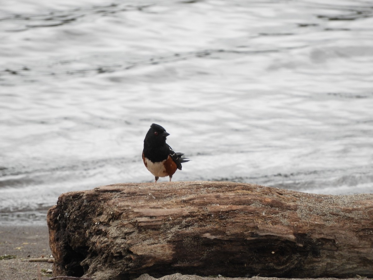 Spotted Towhee - ML621197254