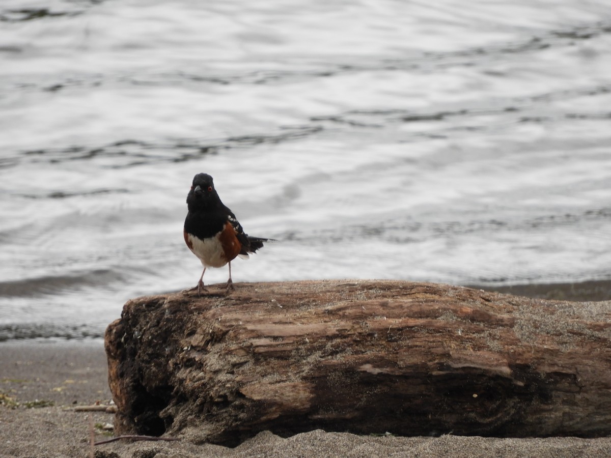 Spotted Towhee - ML621197256