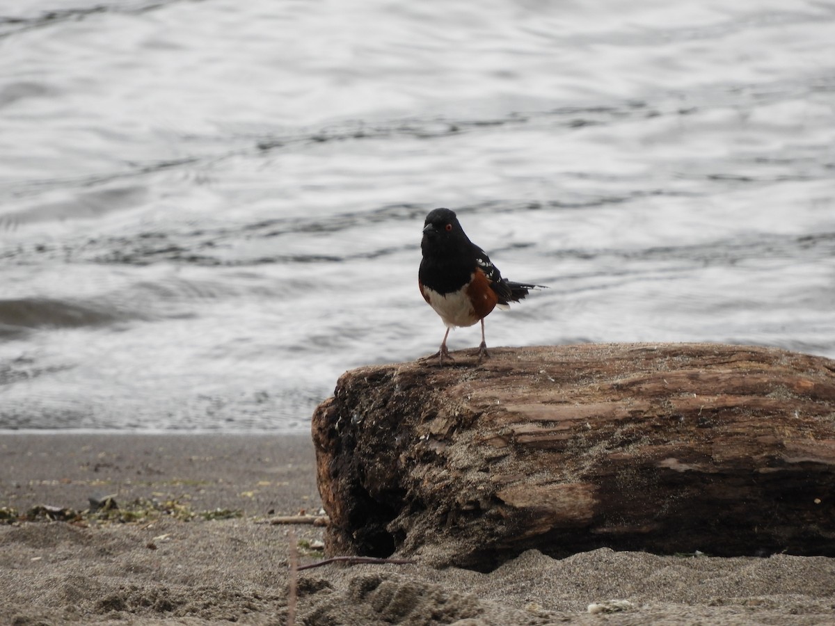 Spotted Towhee - ML621197257