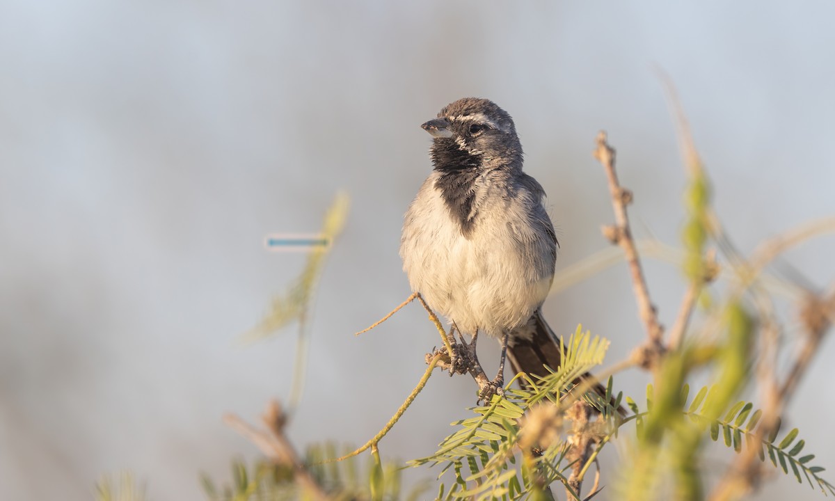 Black-throated Sparrow - ML621197258