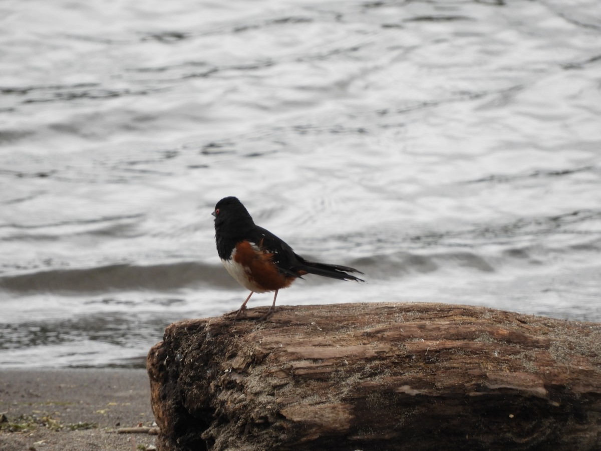 Spotted Towhee - ML621197259