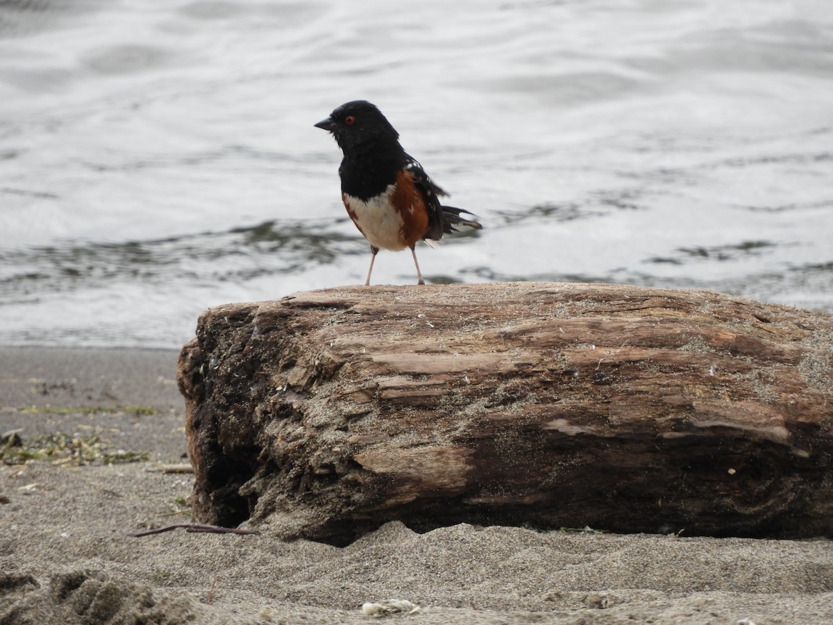 Spotted Towhee - ML621197266