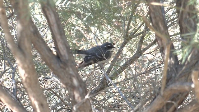 Gray Fantail (preissi) - ML621197293