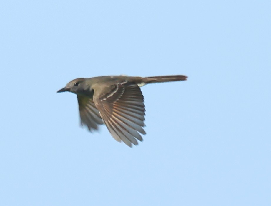 Great Crested Flycatcher - ML621197320