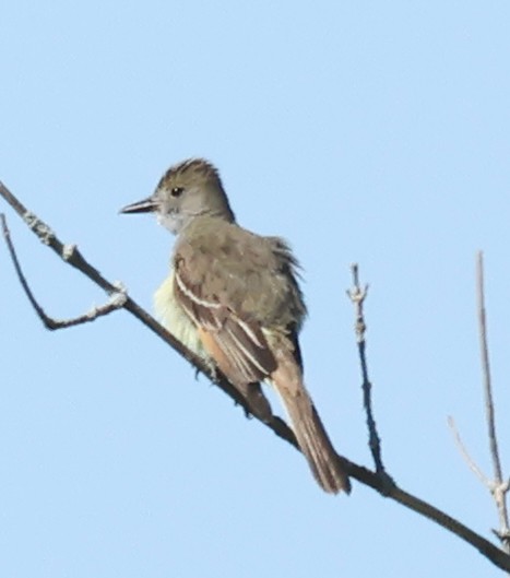 Great Crested Flycatcher - ML621197326