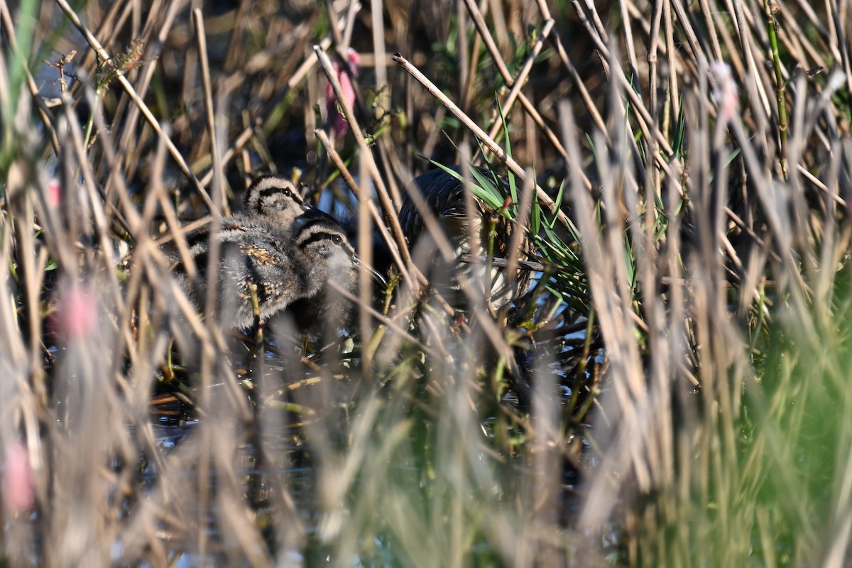 Greater Painted-Snipe - ML621197331