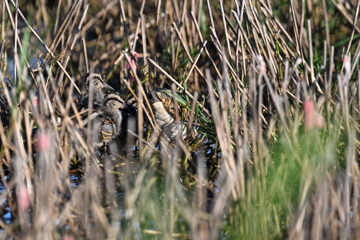 Greater Painted-Snipe - ML621197332
