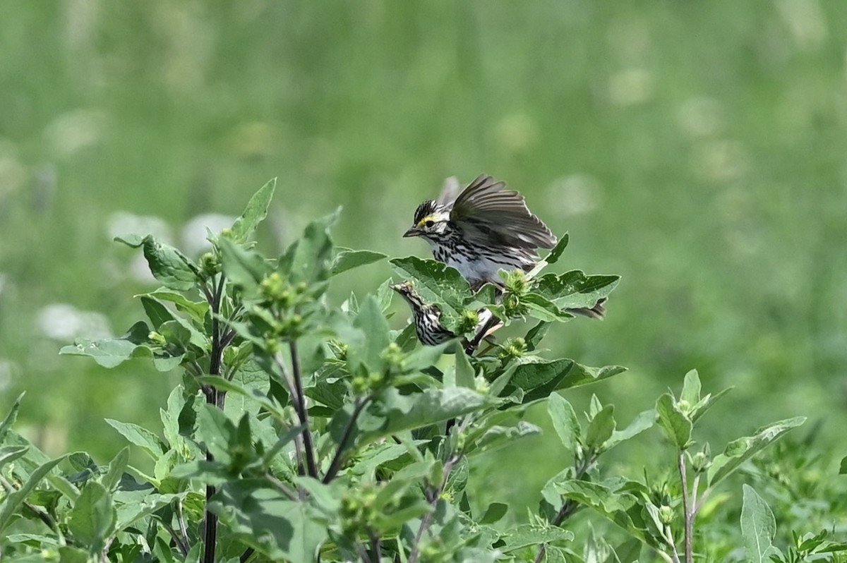 Savannah Sparrow - ML621197363