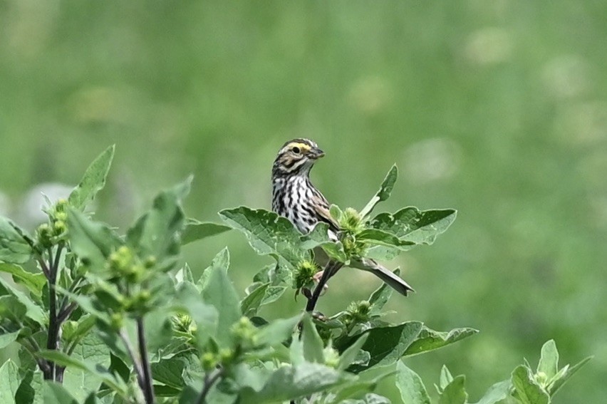 Savannah Sparrow - ML621197364