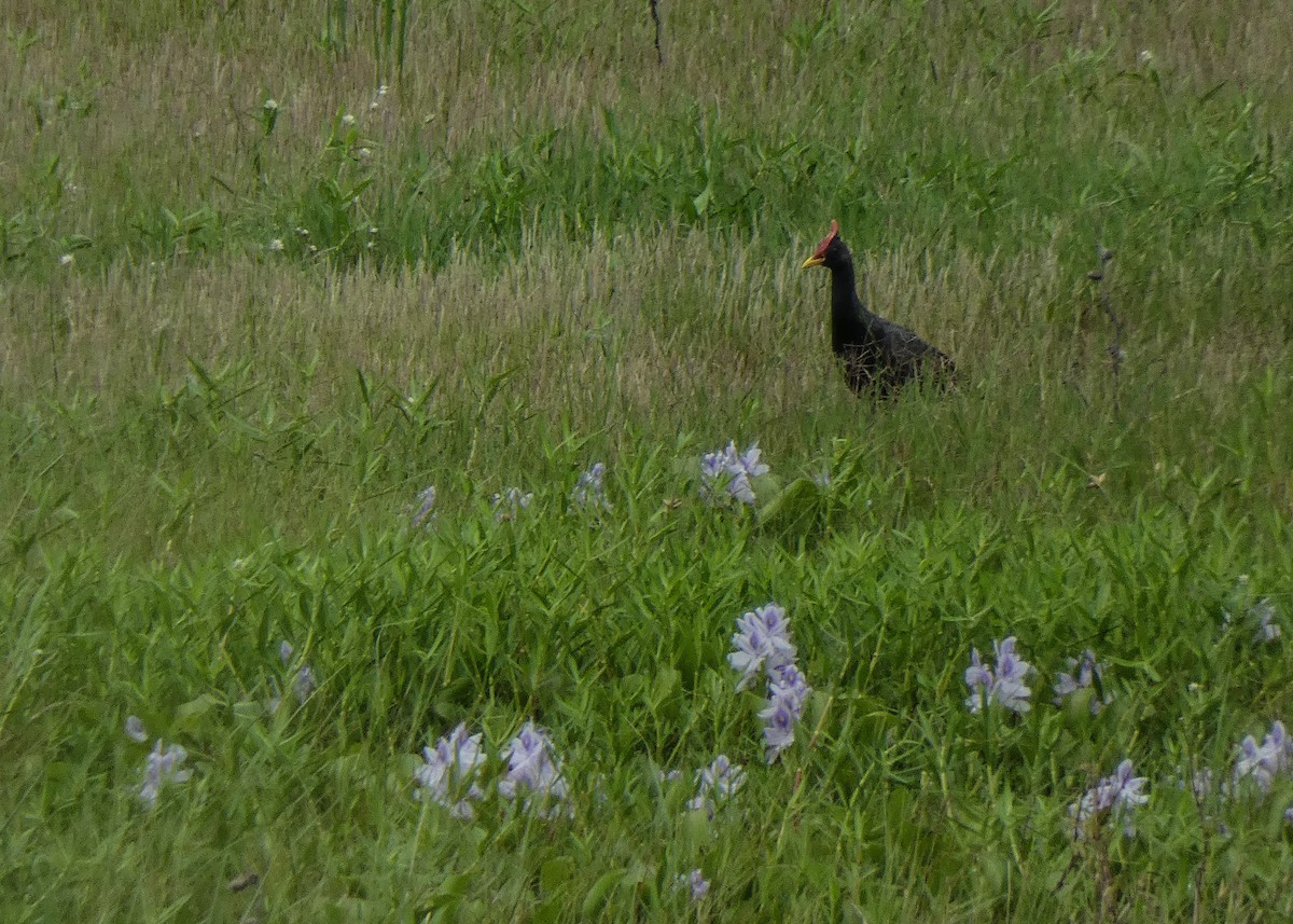 Watercock - ML621197373