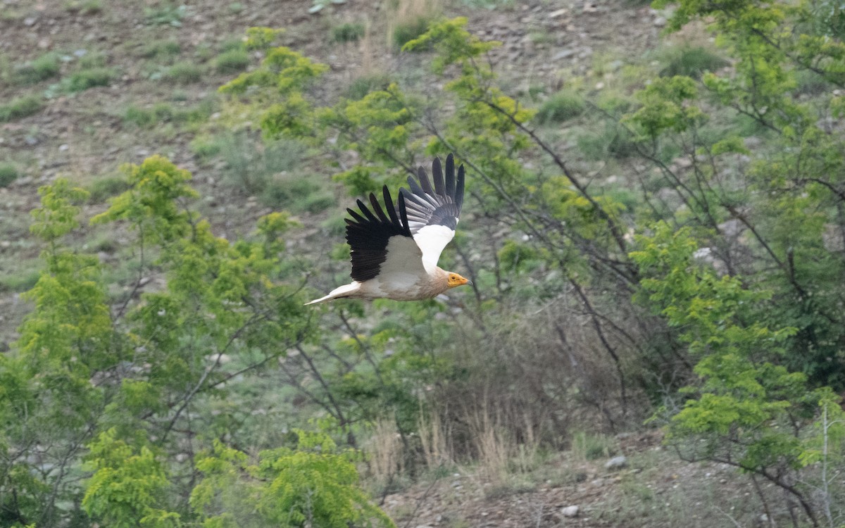 Egyptian Vulture - ML621197382