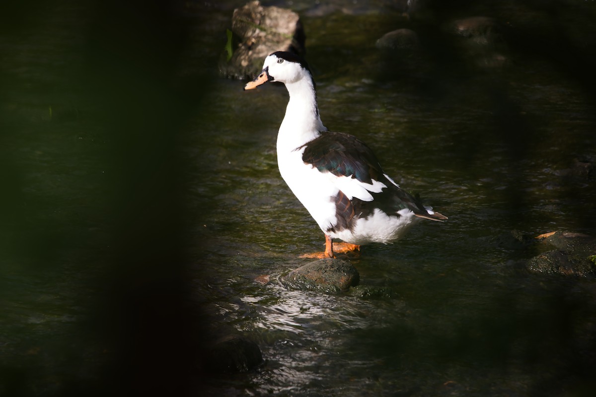 Muscovy Duck (Domestic type) - ML621197383