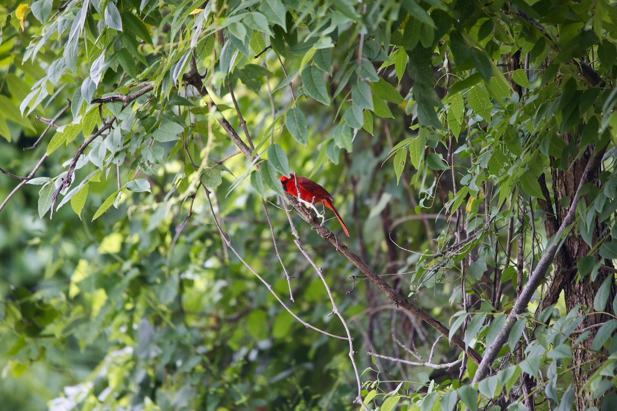 Cardinal rouge - ML621197385