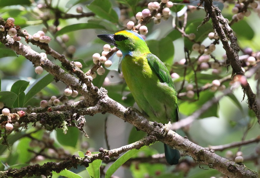 Yellow-crowned Barbet - nick upton