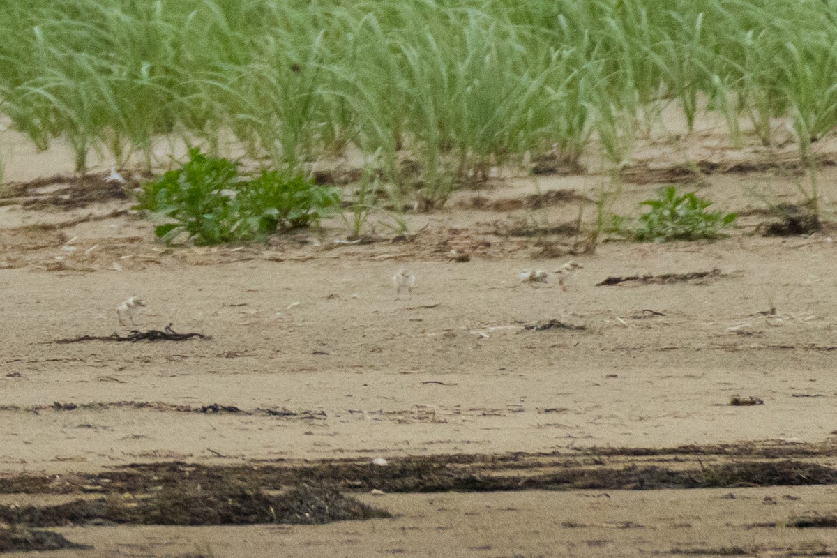 Piping Plover - ML621197407