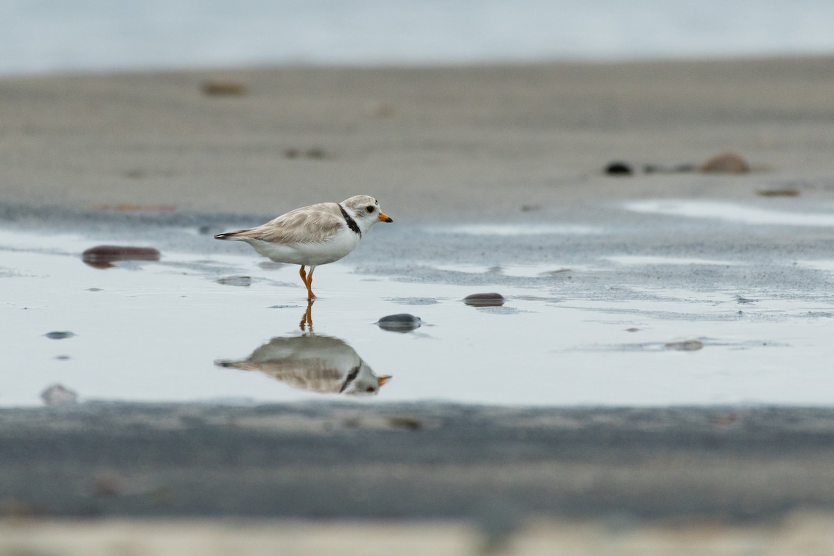 Piping Plover - ML621197408