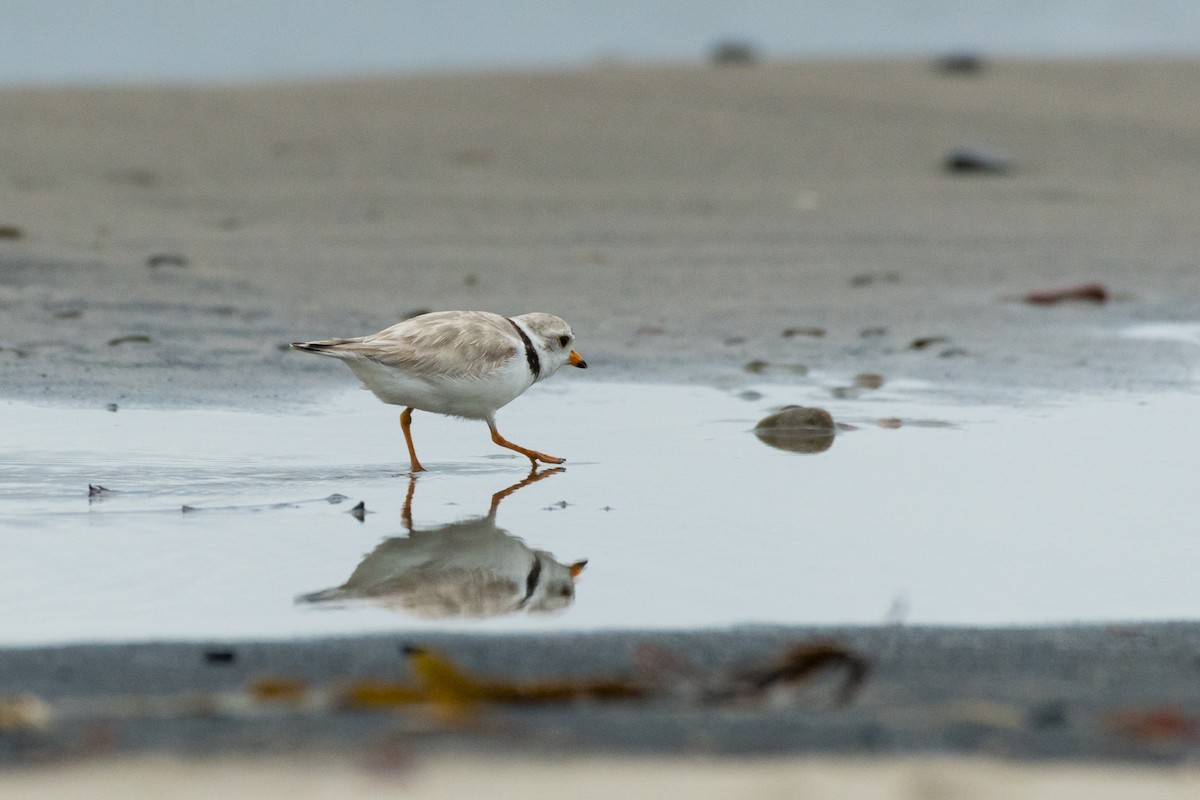 Piping Plover - ML621197409