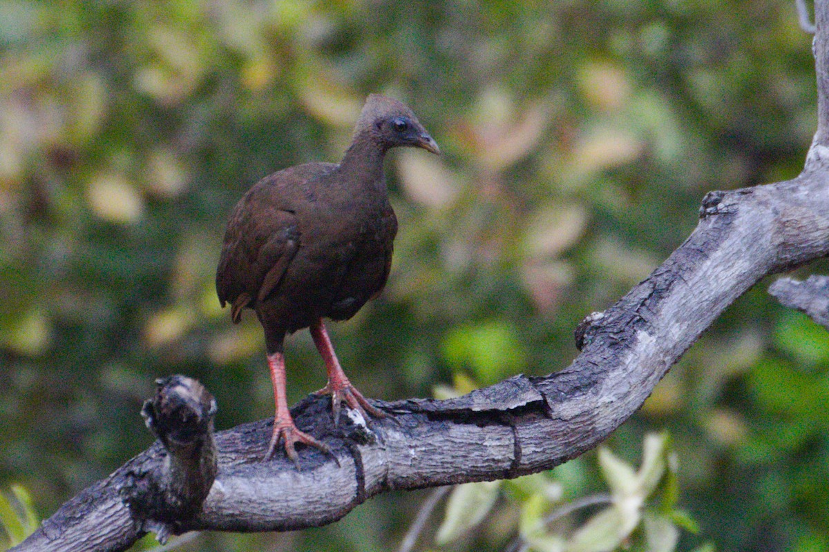 Sula Megapode - ML621197420