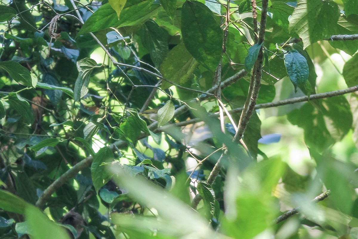 Philippine Leaf Warbler - ML621197424