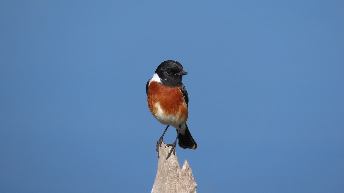 African Stonechat - ML621197426