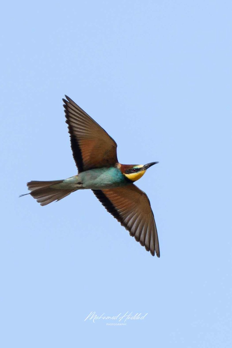 European Bee-eater - ML621197427