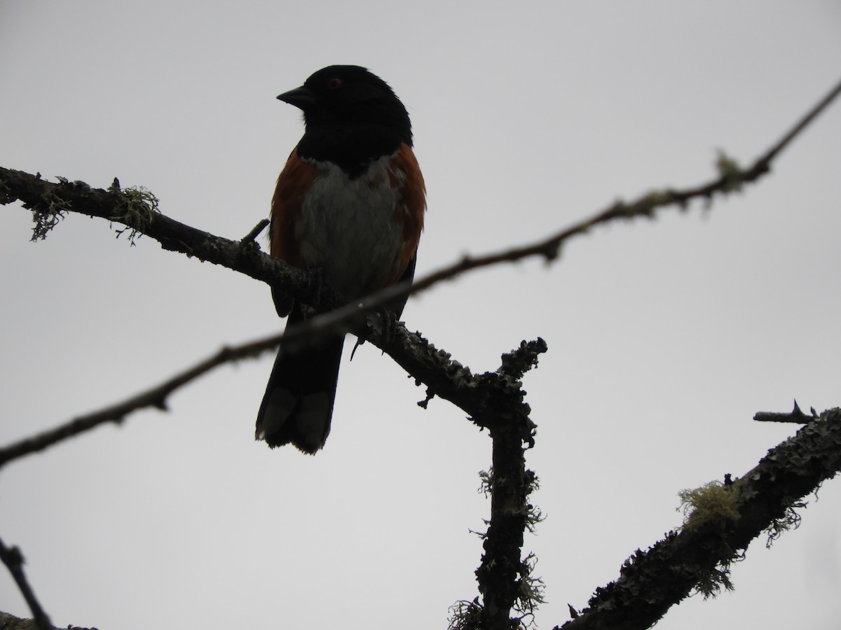 Spotted Towhee - ML621197451