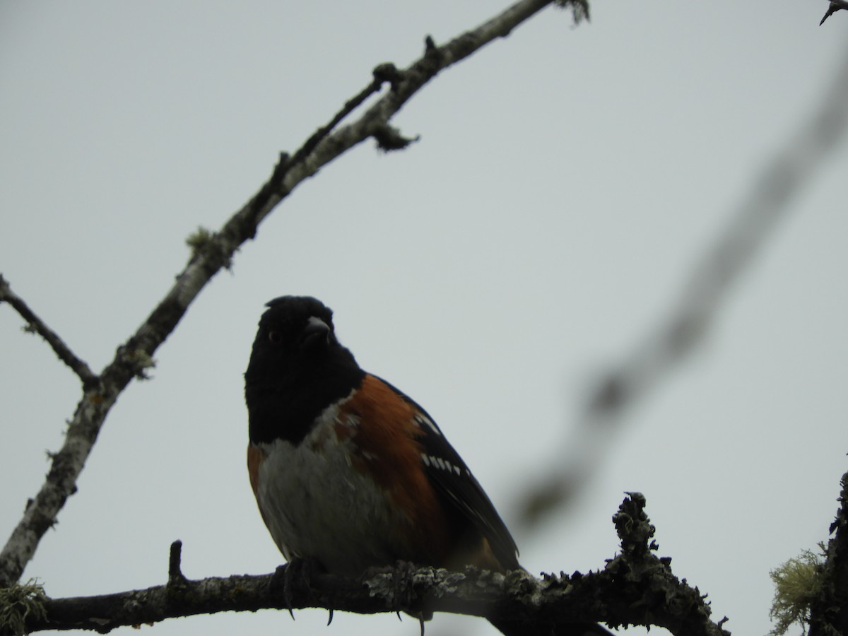 Spotted Towhee - ML621197452