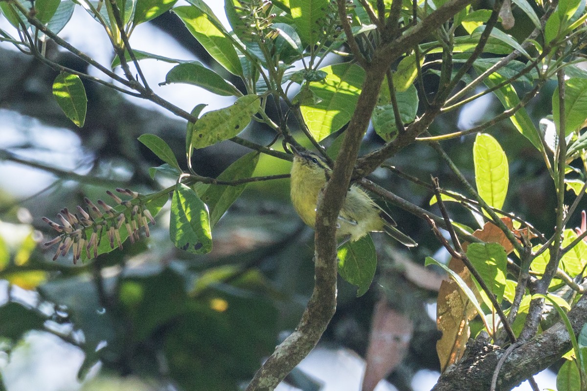 Mountain Leaf Warbler - ML621197497