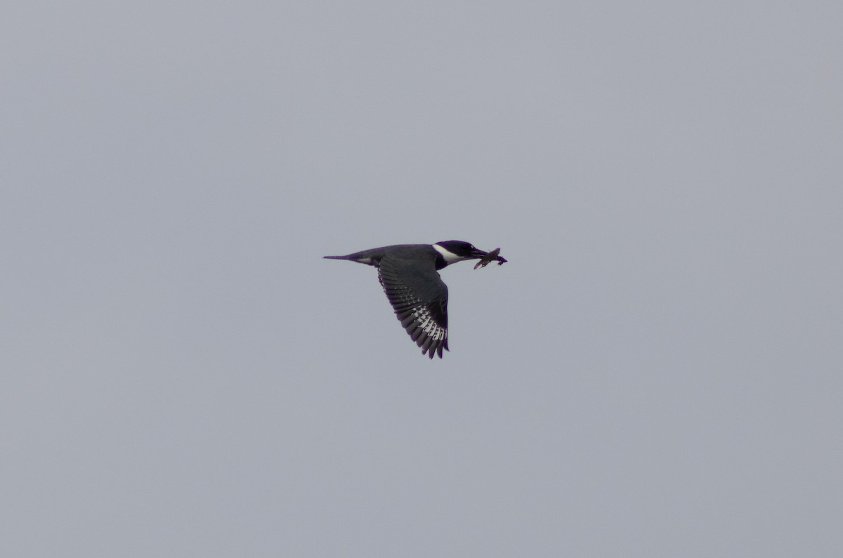 Belted Kingfisher - ML621197519