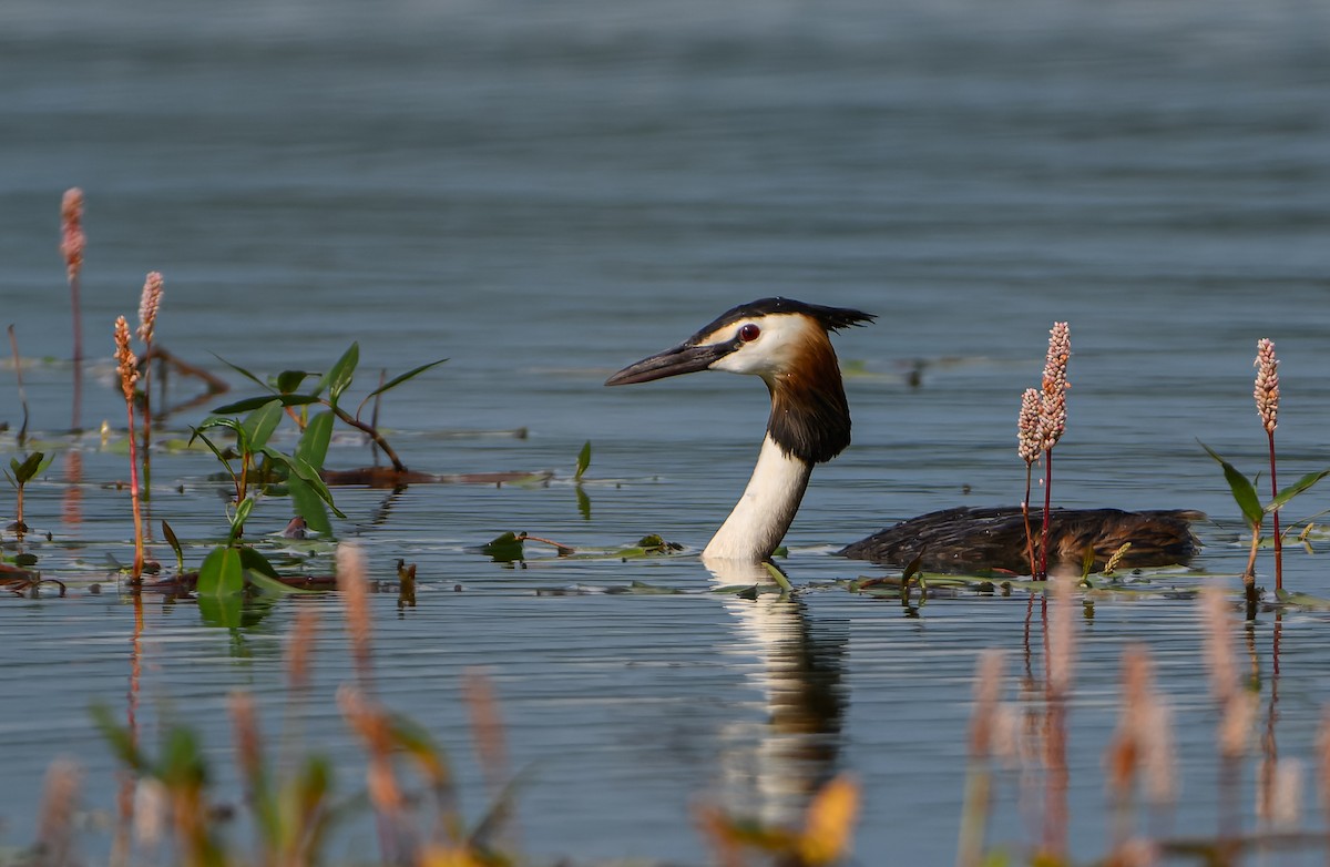 Great Crested Grebe - ML621197525