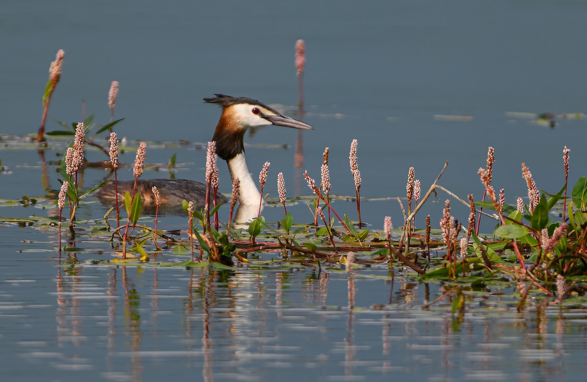 Great Crested Grebe - ML621197527