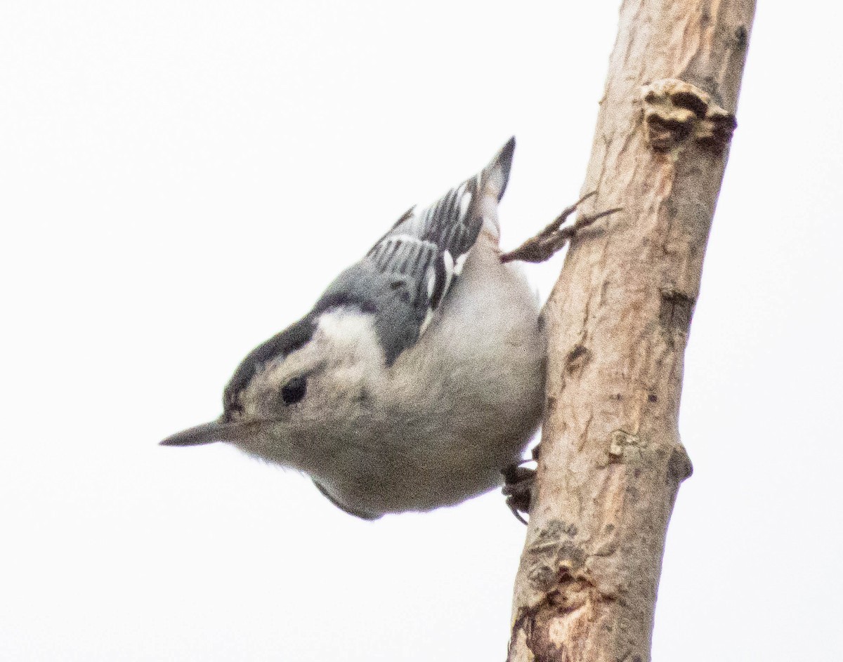White-breasted Nuthatch - ML621197563