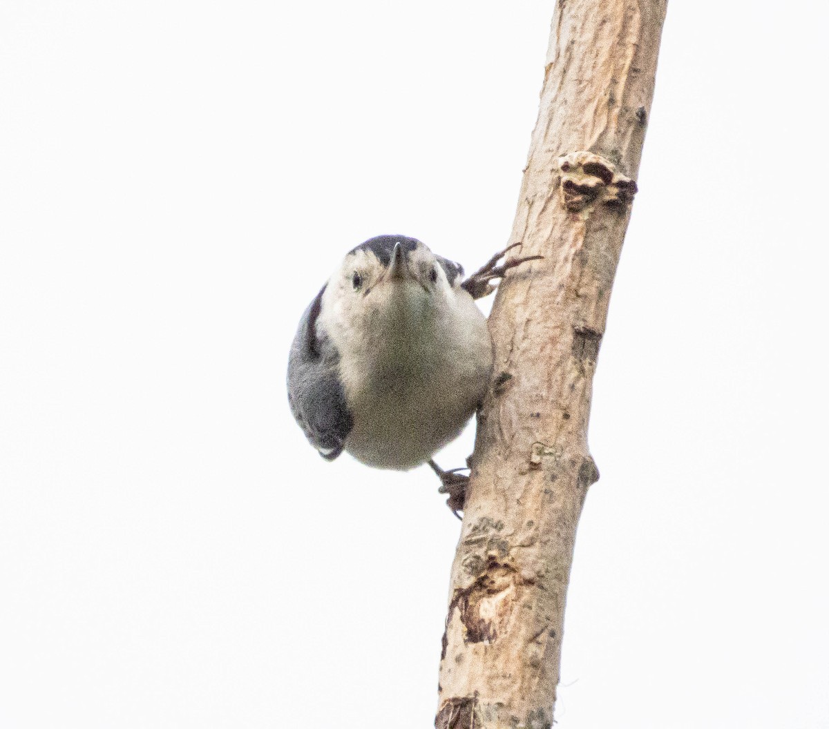 White-breasted Nuthatch - ML621197564