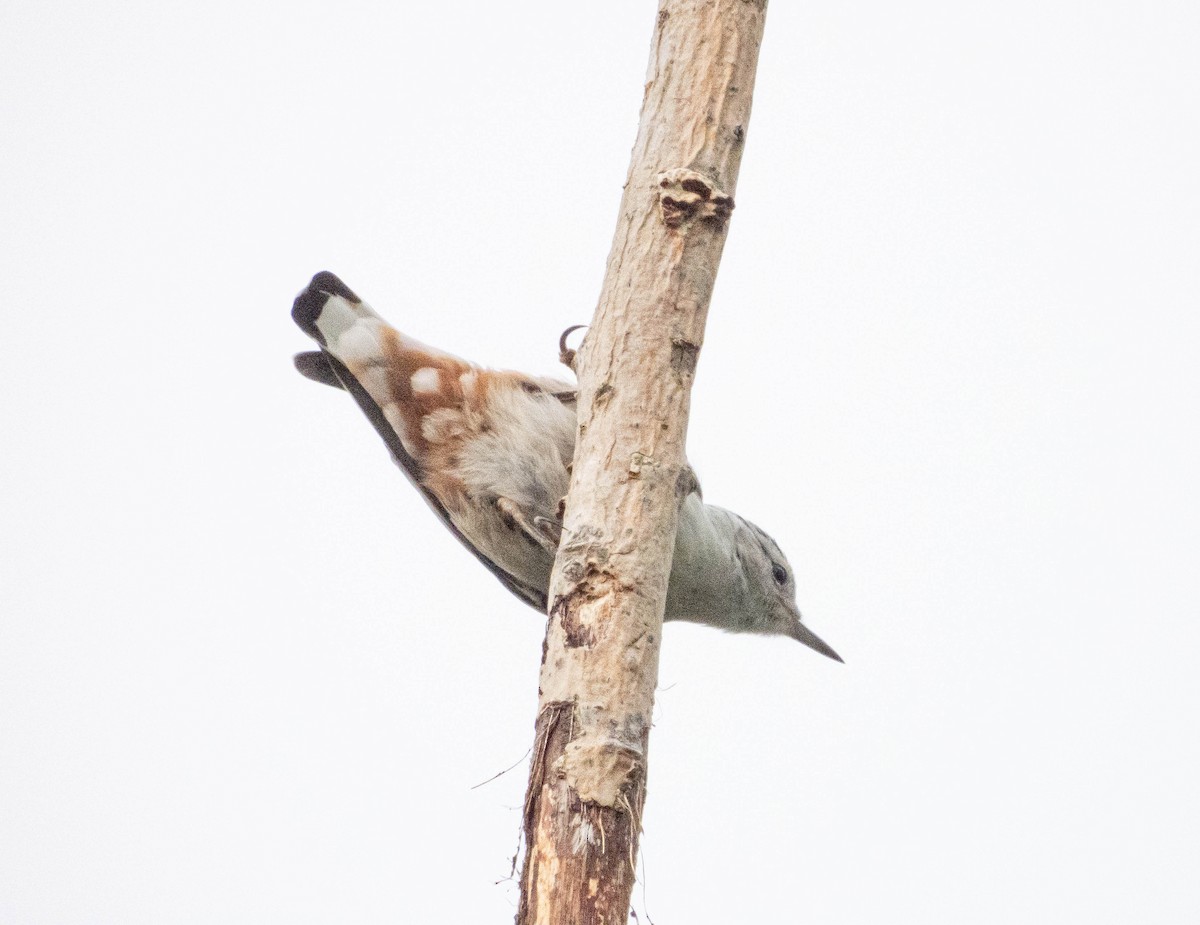 White-breasted Nuthatch - ML621197565