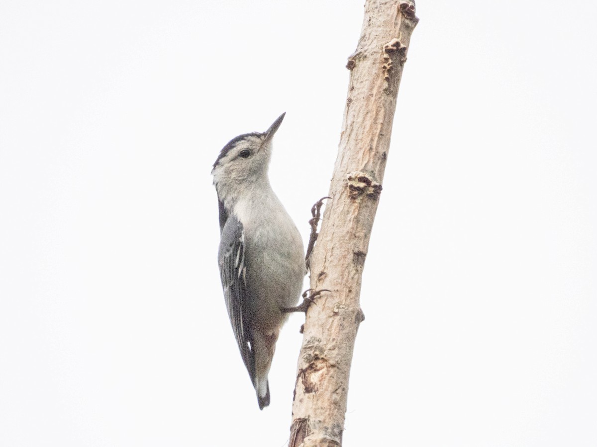White-breasted Nuthatch - ML621197566