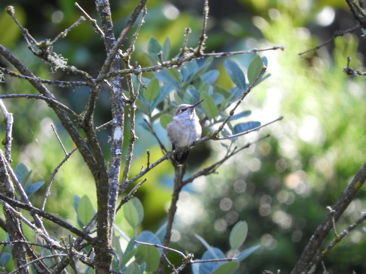 Anna's Hummingbird - ML621197590