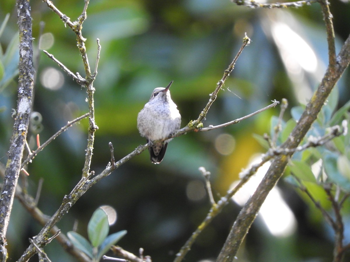 Anna's Hummingbird - ML621197598